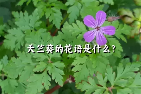 天竺葵的花语是什么？