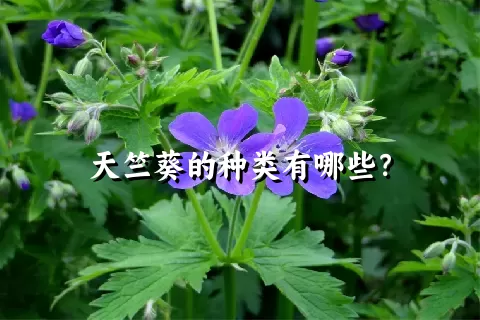 天竺葵的种类有哪些？