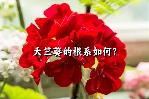 天竺葵的根系如何？