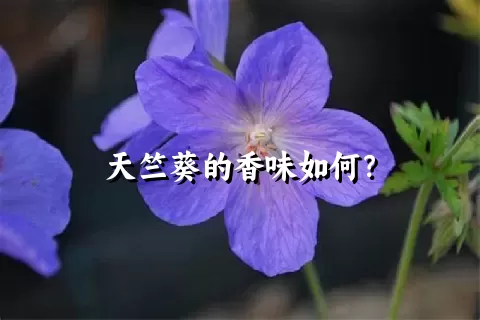 天竺葵的香味如何？