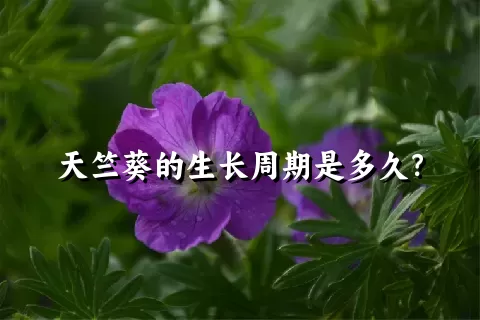 天竺葵的生长周期是多久？