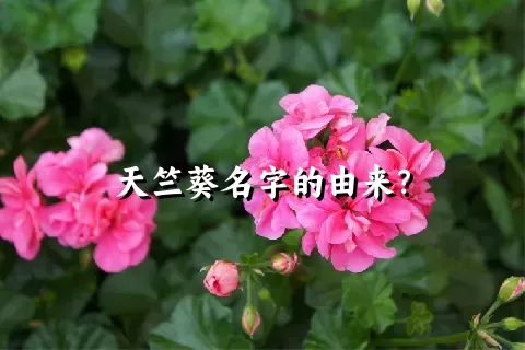 天竺葵名字的由来？