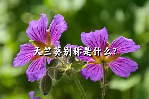 天竺葵别称是什么？