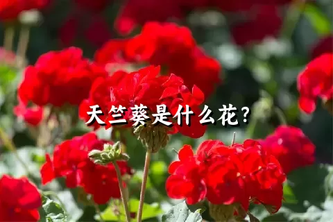 天竺葵是什么花？