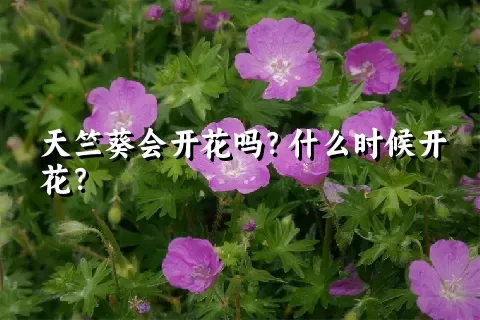 天竺葵会开花吗？什么时候开花？