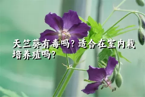 天竺葵有毒吗？适合在室内栽培养殖吗？