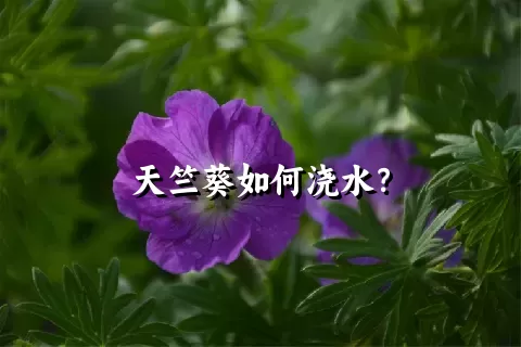 天竺葵如何浇水？