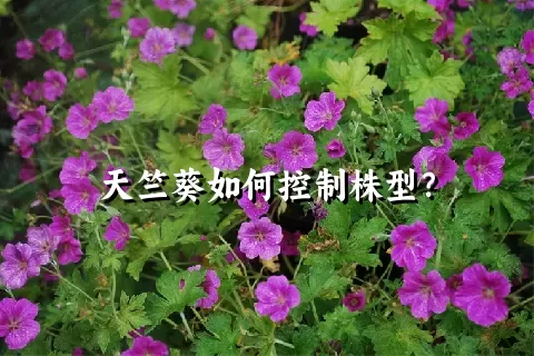 天竺葵如何控制株型？