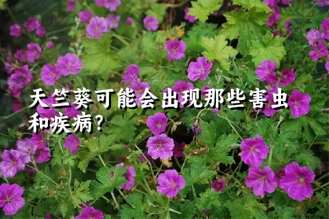 天竺葵可能会出现那些害虫和疾病？