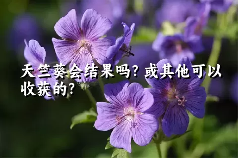 天竺葵会结果吗？或其他可以收获的？