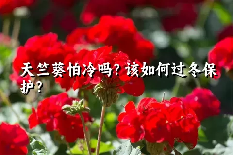 天竺葵怕冷吗？该如何过冬保护？