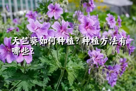 天竺葵如何种植？种植方法有哪些？