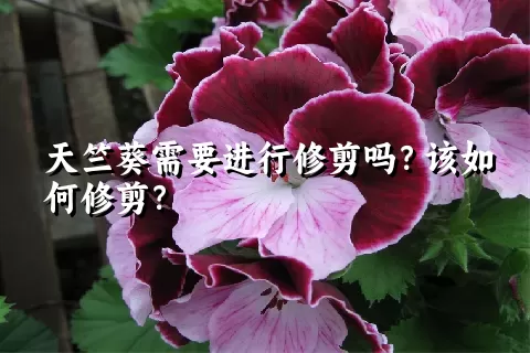 天竺葵需要进行修剪吗？该如何修剪？