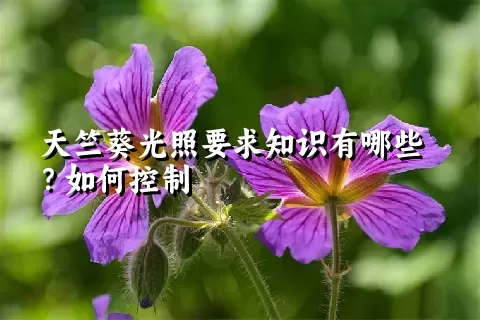 天竺葵光照要求知识有哪些？如何控制