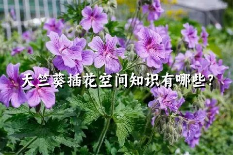 天竺葵插花空间知识有哪些？