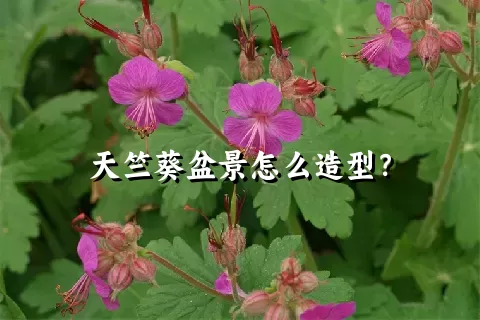 天竺葵盆景怎么造型？