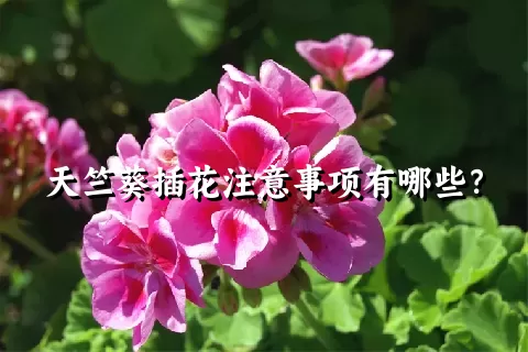 天竺葵插花注意事项有哪些？