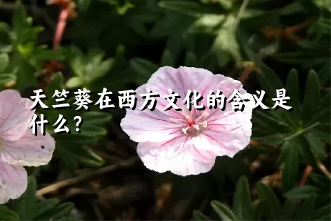 天竺葵在西方文化的含义是什么？