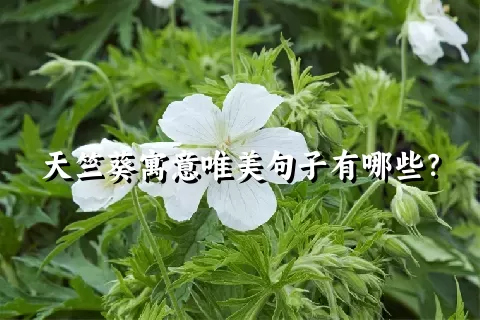 天竺葵寓意唯美句子有哪些？