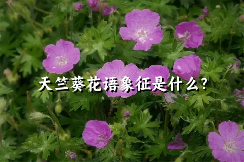 天竺葵花语象征是什么？