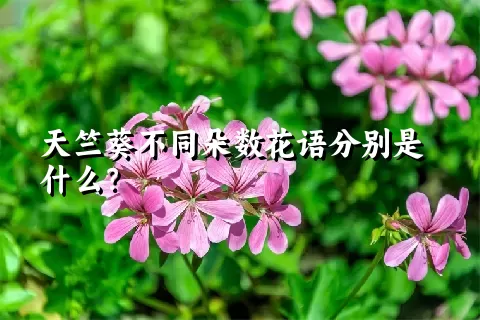 天竺葵不同朵数花语分别是什么？