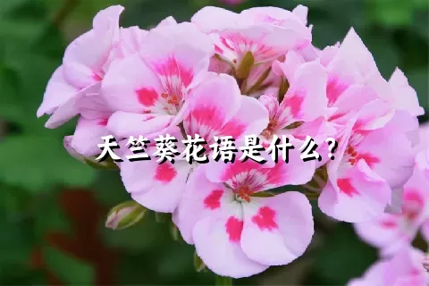 天竺葵花语是什么？