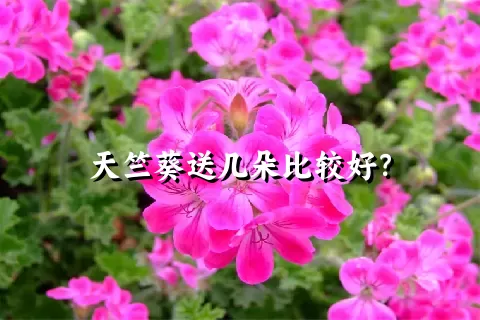 天竺葵送几朵比较好？