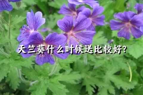 天竺葵什么时候送比较好？