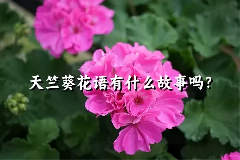 天竺葵花语有什么故事吗？