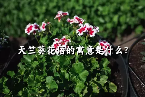 天竺葵花语的寓意是什么？