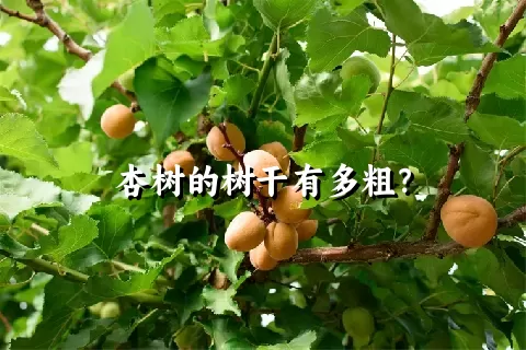 杏树的树干有多粗？