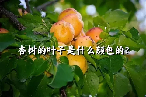 杏树的叶子是什么颜色的？