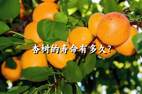 杏树的寿命有多久？