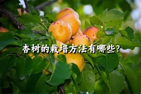 杏树的栽培方法有哪些？