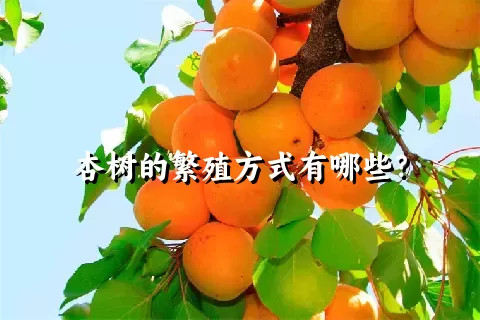 杏树的繁殖方式有哪些？