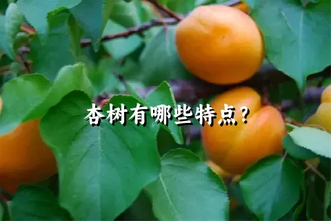 杏树有哪些特点？