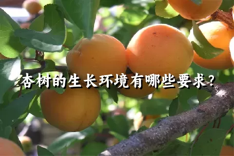 杏树的生长环境有哪些要求？