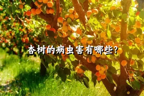 杏树的病虫害有哪些？