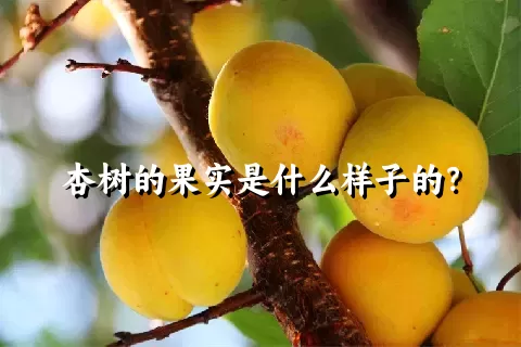 杏树的果实是什么样子的？