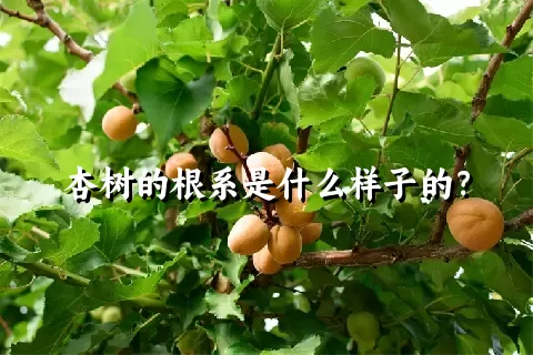 杏树的根系是什么样子的？