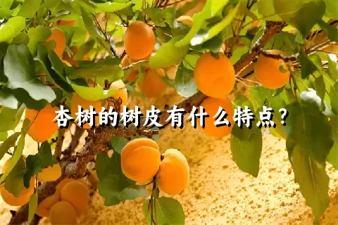 杏树的树皮有什么特点？