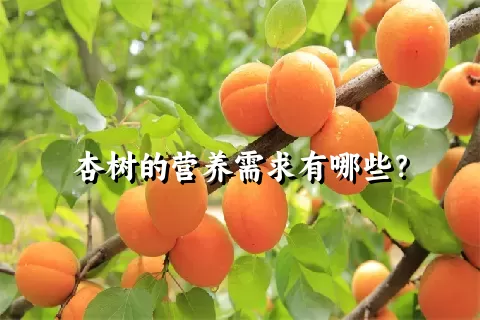 杏树的营养需求有哪些？