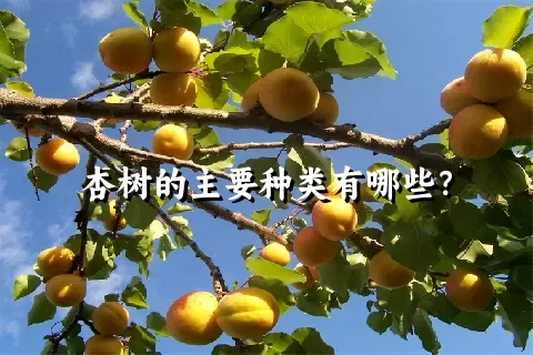 杏树的主要种类有哪些？