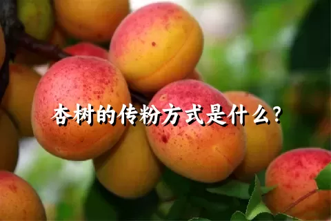 杏树的传粉方式是什么？