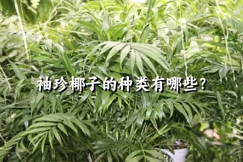 袖珍椰子的种类有哪些？