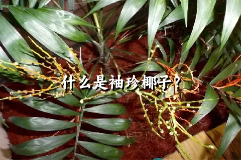 什么是袖珍椰子？