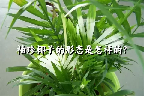 袖珍椰子的形态是怎样的？