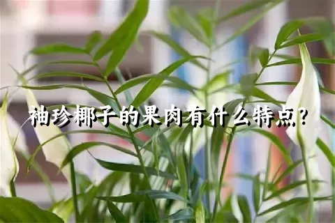 袖珍椰子的果肉有什么特点？