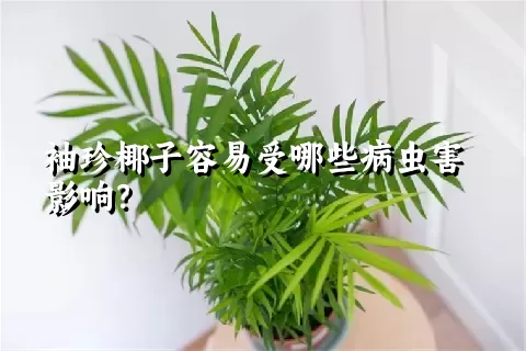 袖珍椰子容易受哪些病虫害影响？