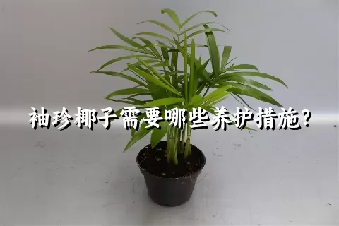 袖珍椰子需要哪些养护措施？